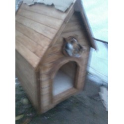 Sultan friend cat kutyaház